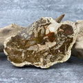 Tranche "Lacher Prise" en Bois Fossile (178g) Ref : B22